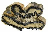 Mammoth Molar Slice With Case - South Carolina #106533-1